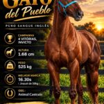 Gato del Pueblo Banner